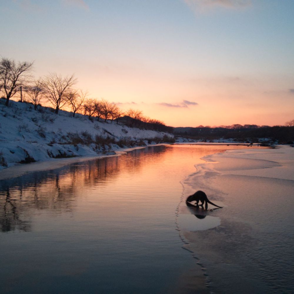 생태동물갤러리