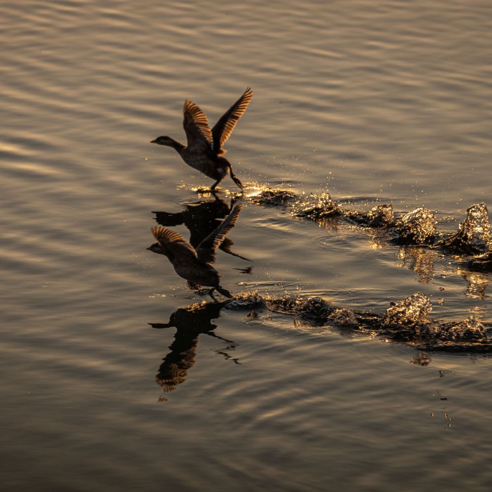 생태동물갤러리