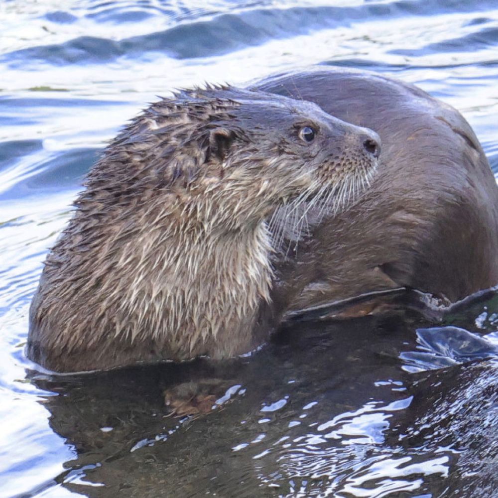 생태동물갤러리
